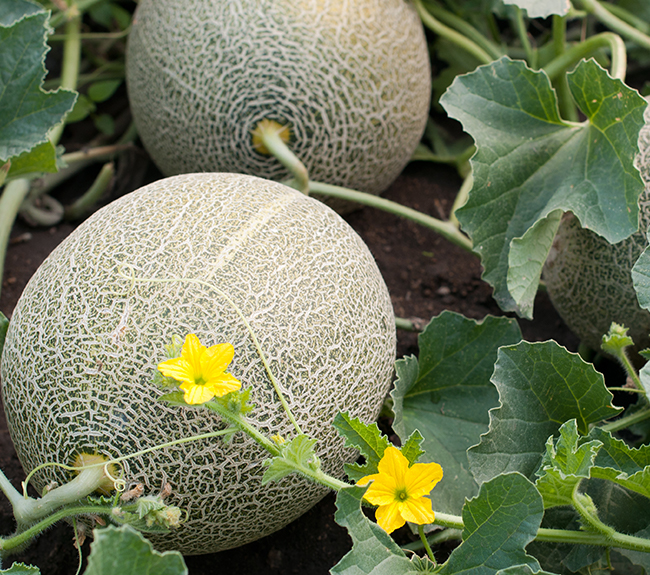 Melon Fertilizer Haifa Group